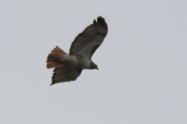 Red-tailed Hawk (umbrinus) - ML613511106