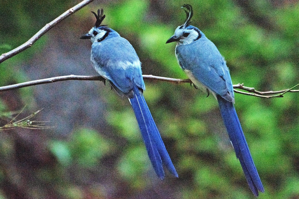 White-throated Magpie-Jay - ML613511115