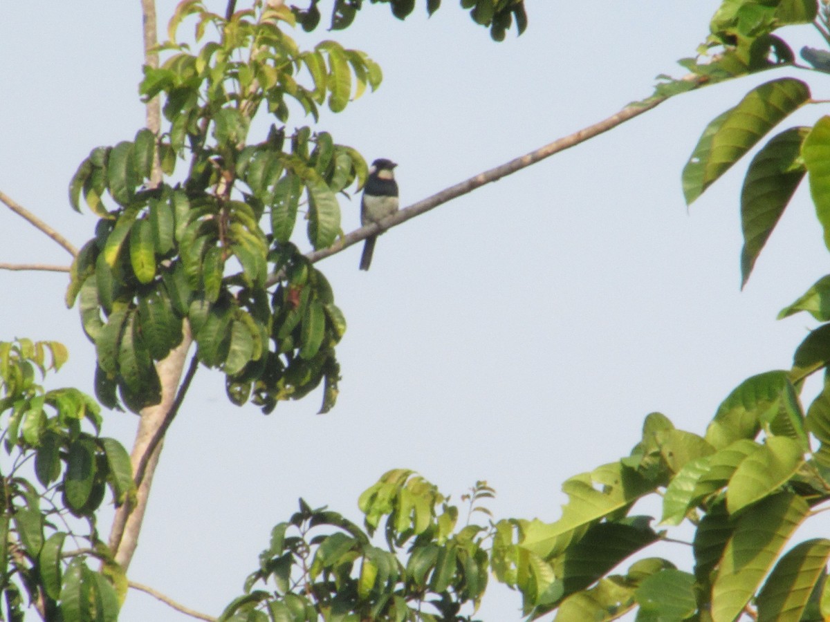 Black-breasted Puffbird - ML613511329