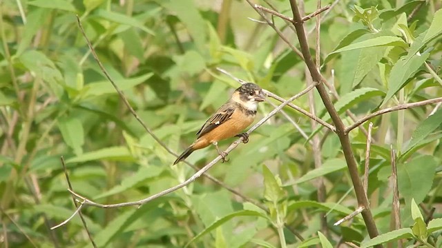 Rusty-collared Seedeater - ML613511869