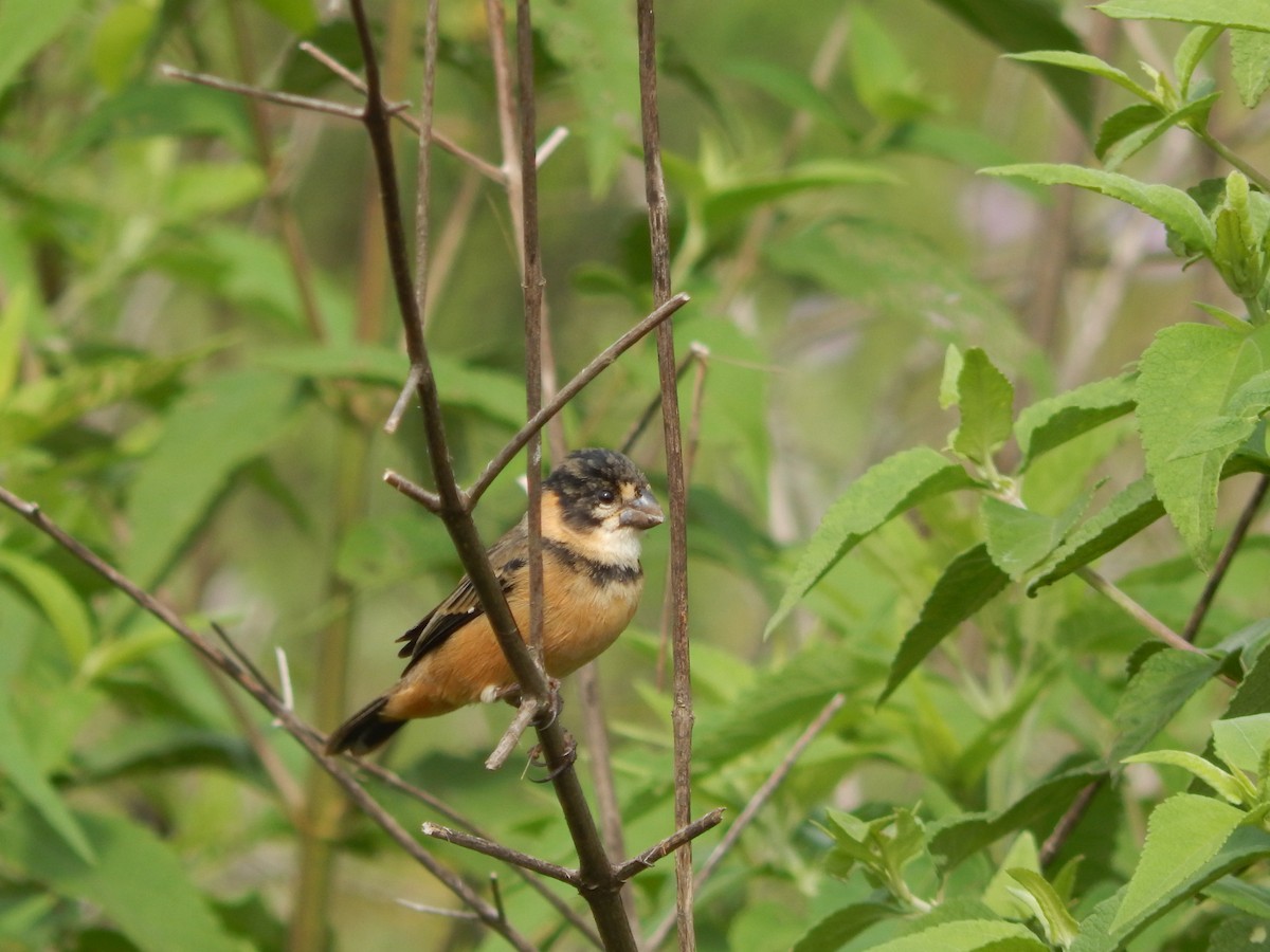 Rusty-collared Seedeater - ML613511873