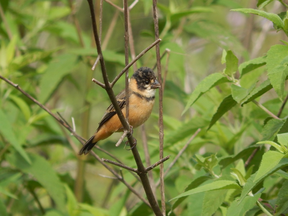 Rusty-collared Seedeater - ML613511874