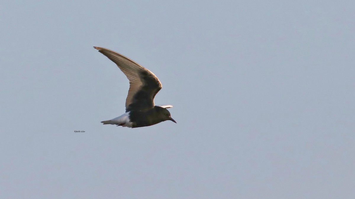 White-winged Tern - ML613512343
