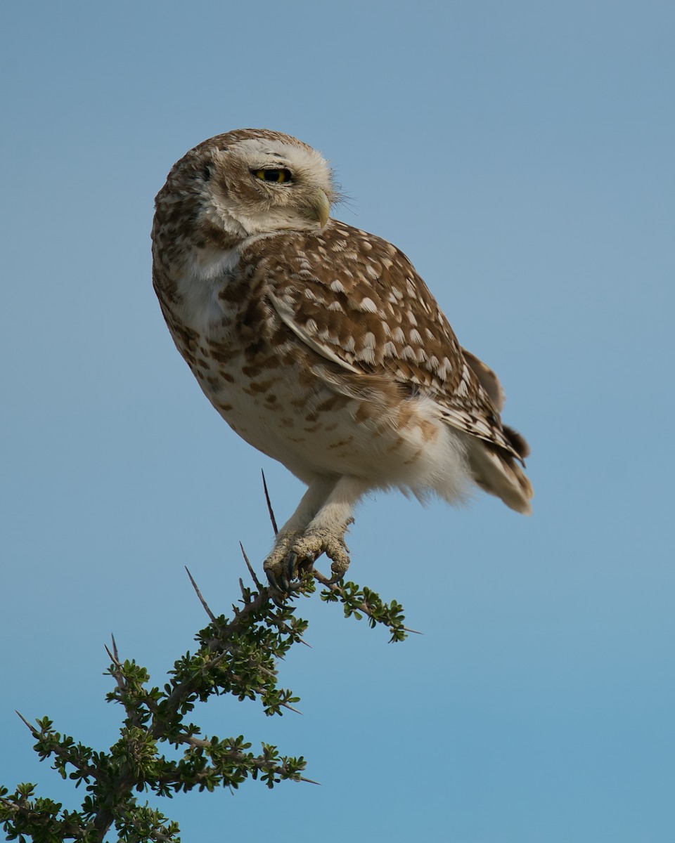 Burrowing Owl - ML613512551