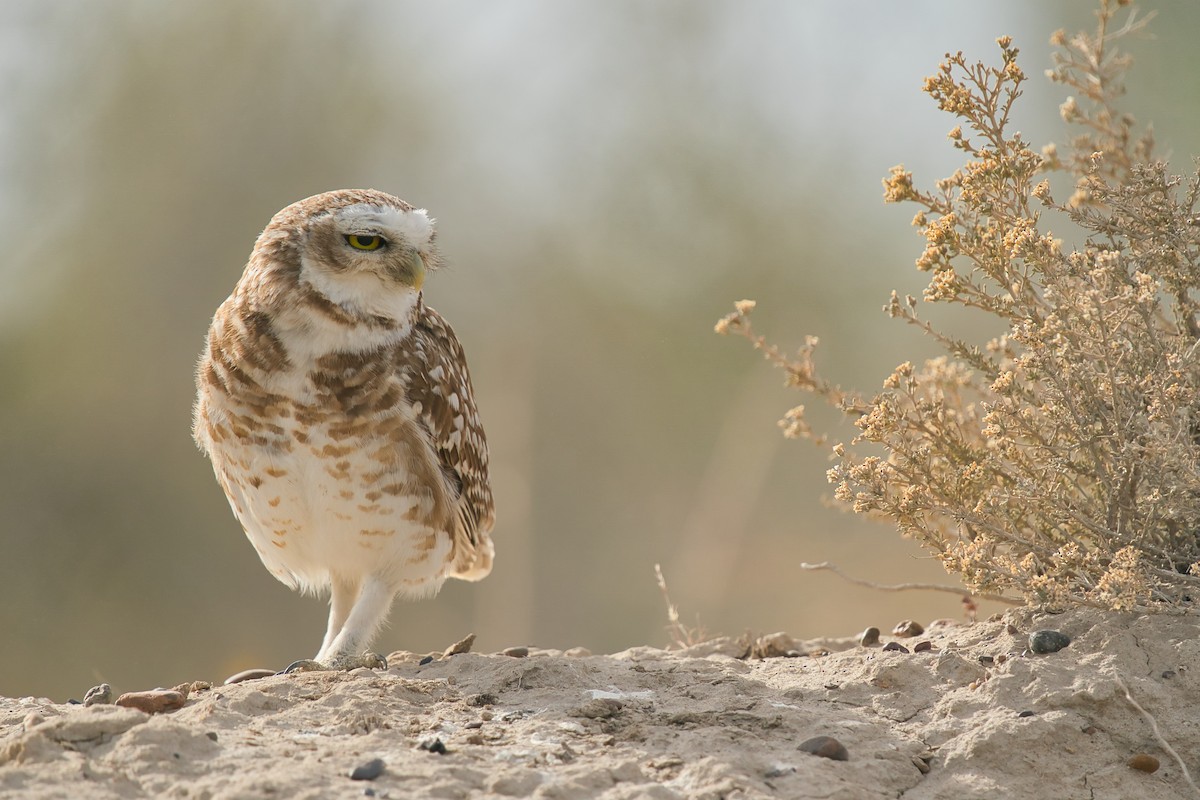 Burrowing Owl - ML613512553
