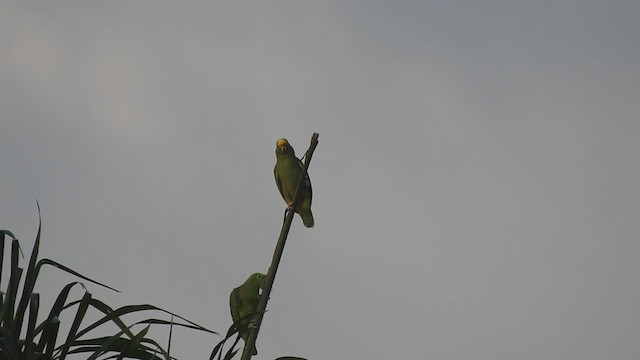 Yellow-crowned Parrot - ML613512554