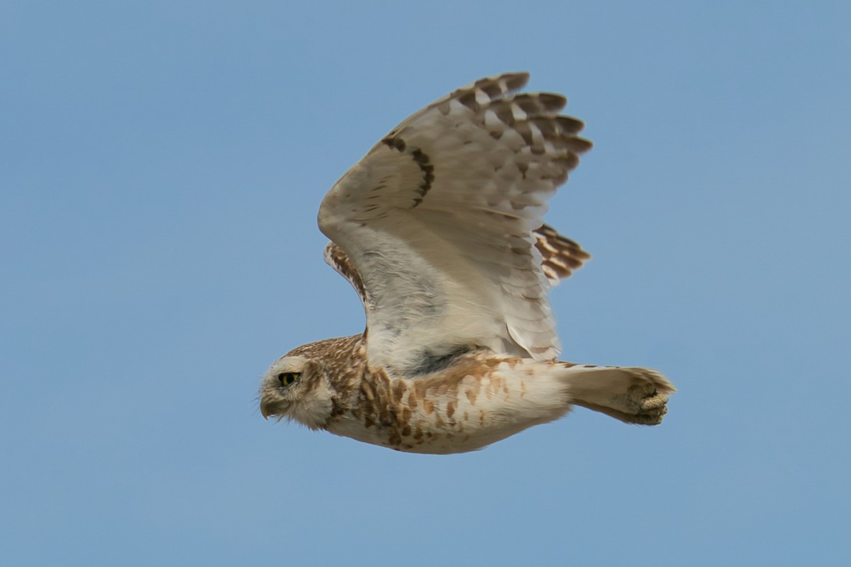 Burrowing Owl - ML613512565