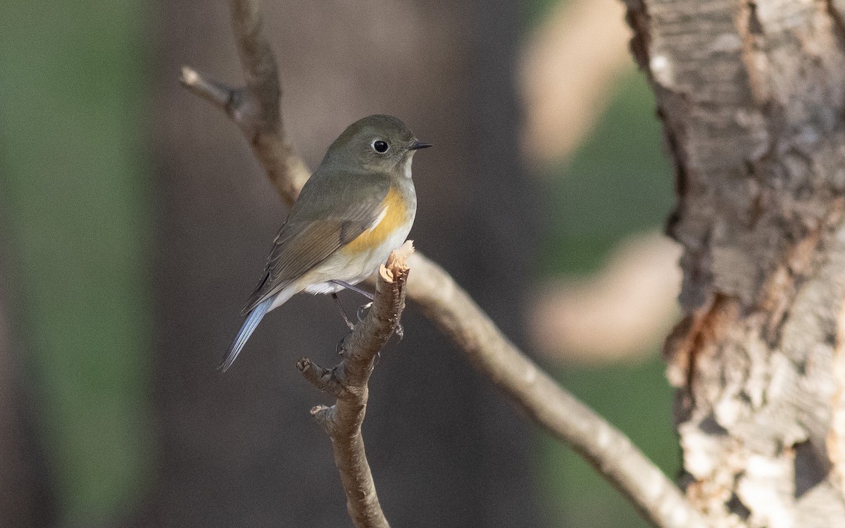 Red-flanked Bluetail - Jacob Drucker
