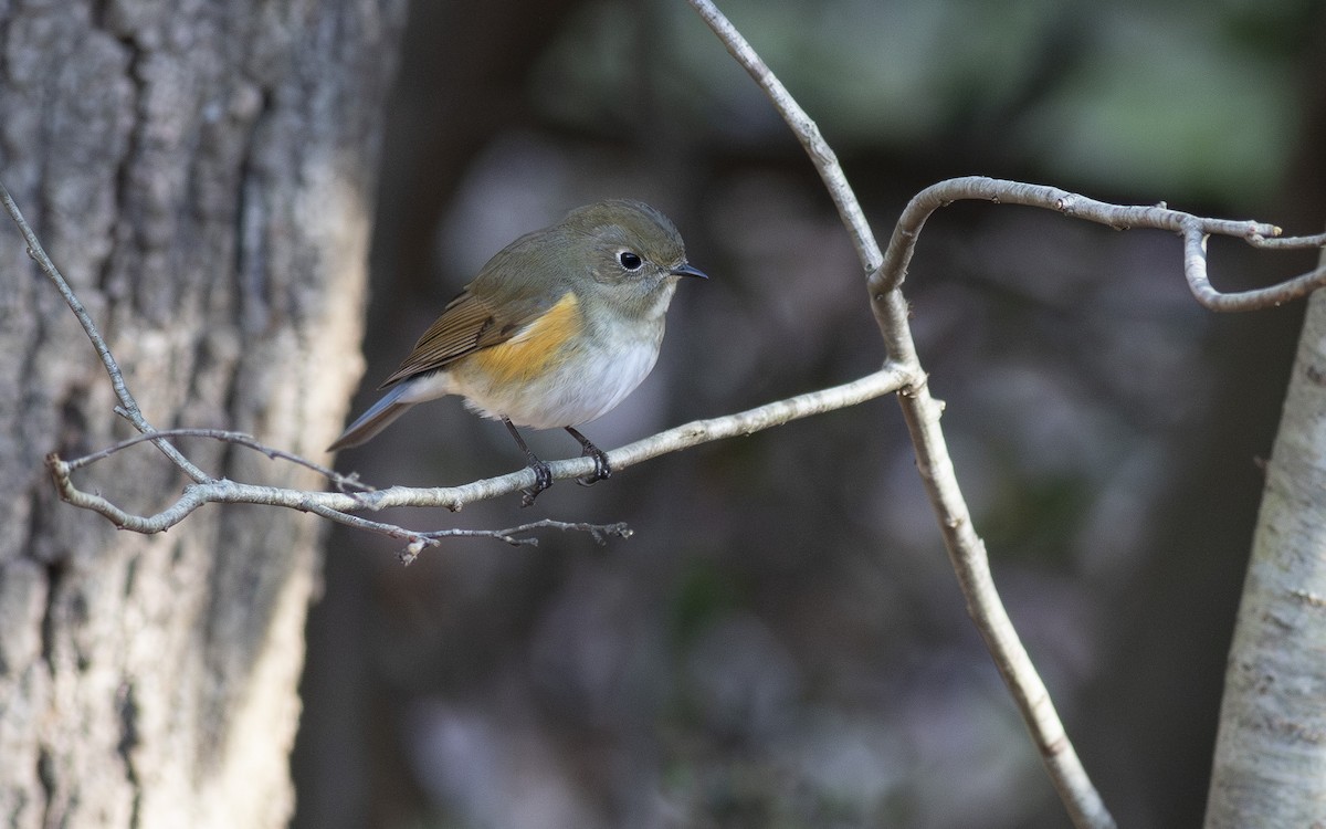 Red-flanked Bluetail - ML613512570