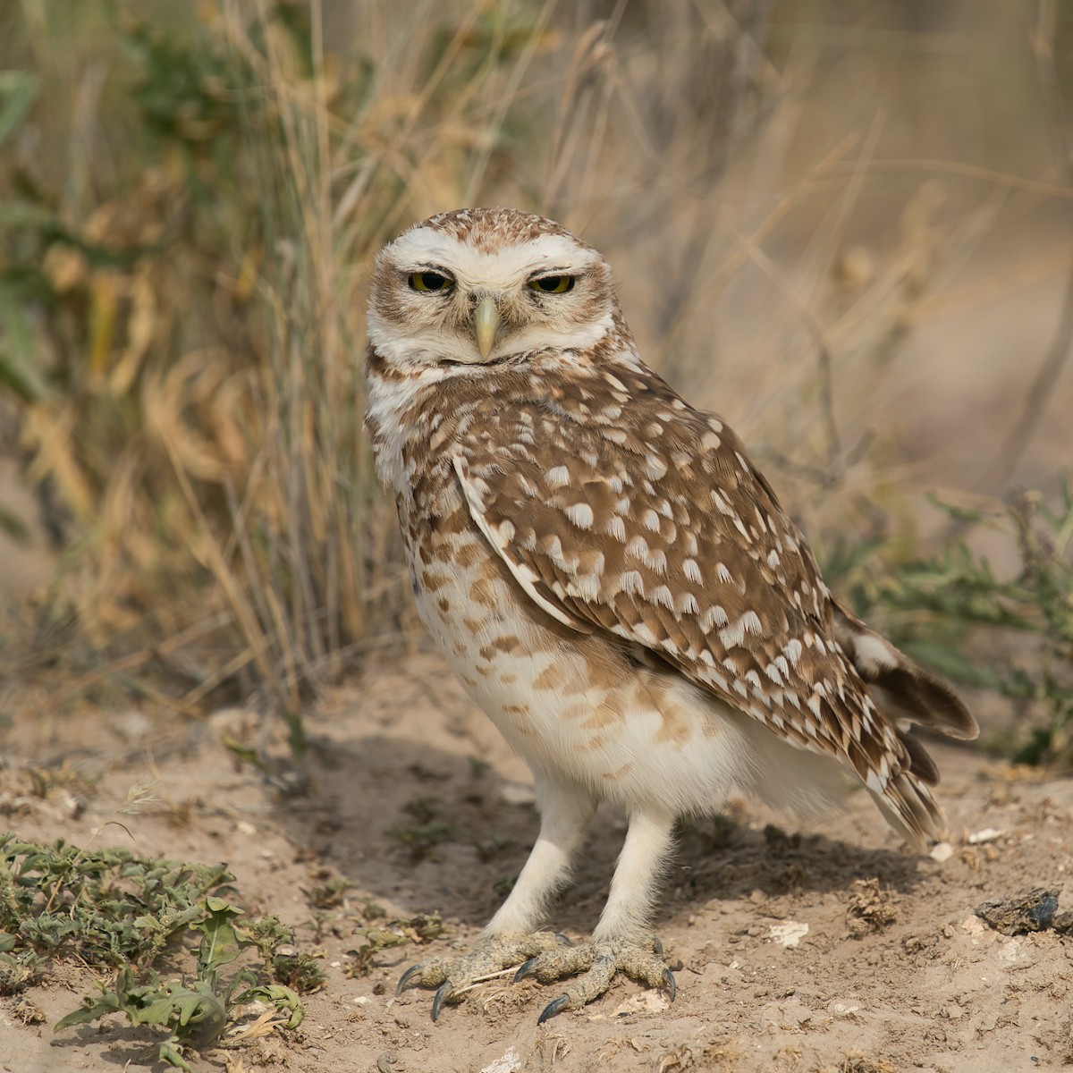 Burrowing Owl - ML613512585