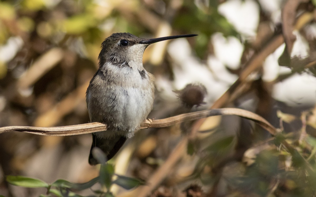 Black-chinned Hummingbird - Jacob Drucker