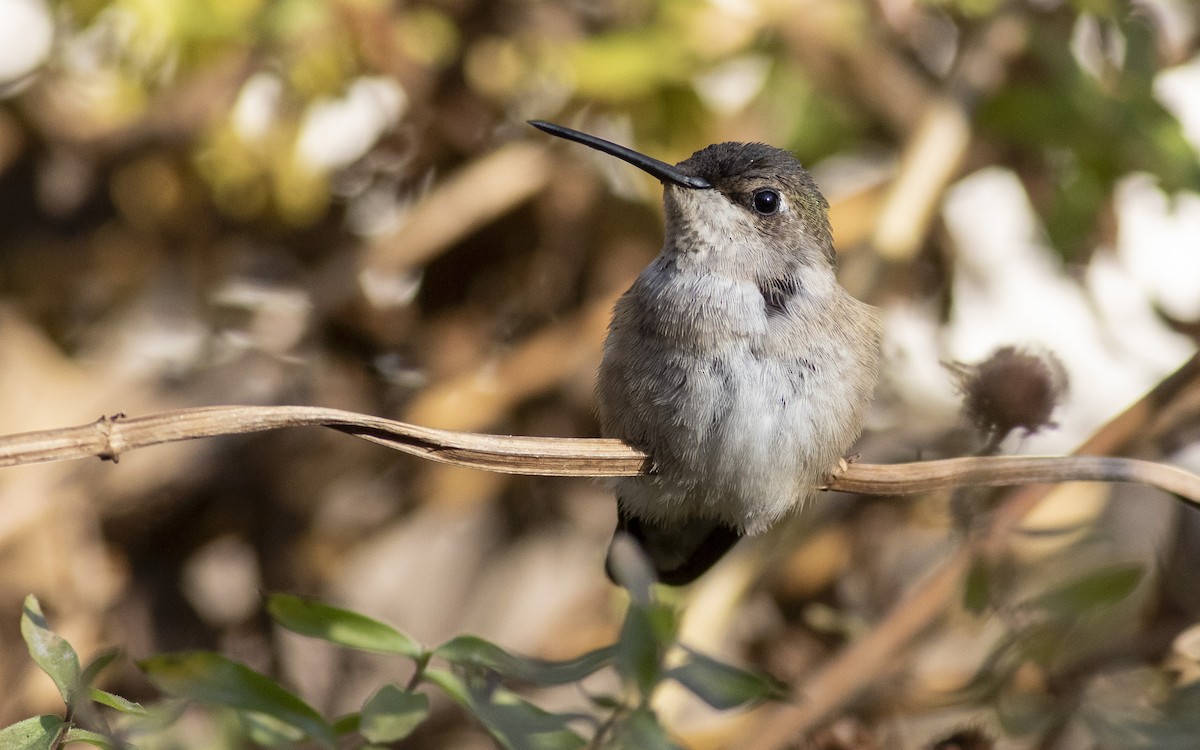 Black-chinned Hummingbird - Jacob Drucker