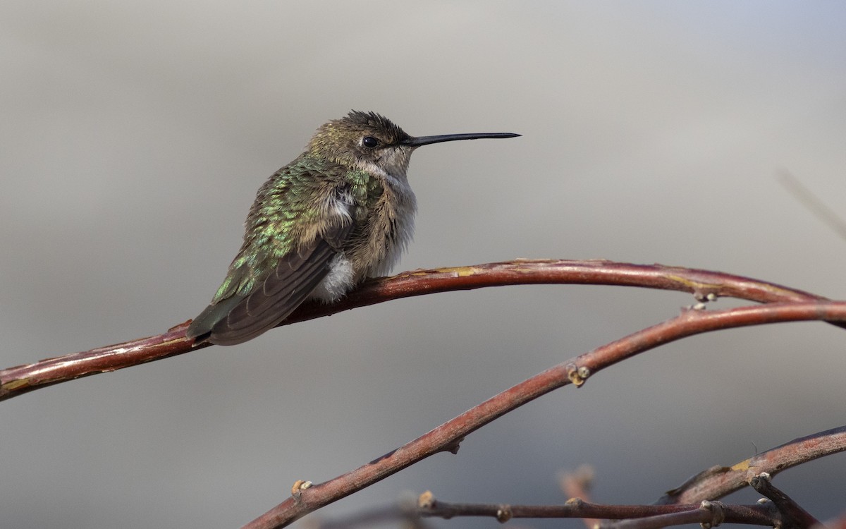 Black-chinned Hummingbird - ML613512619