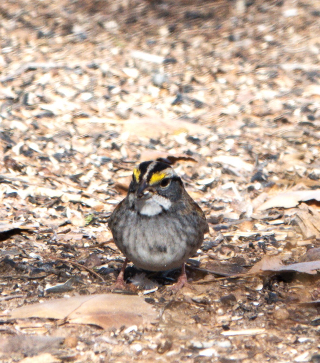 White-throated Sparrow - ML613512787
