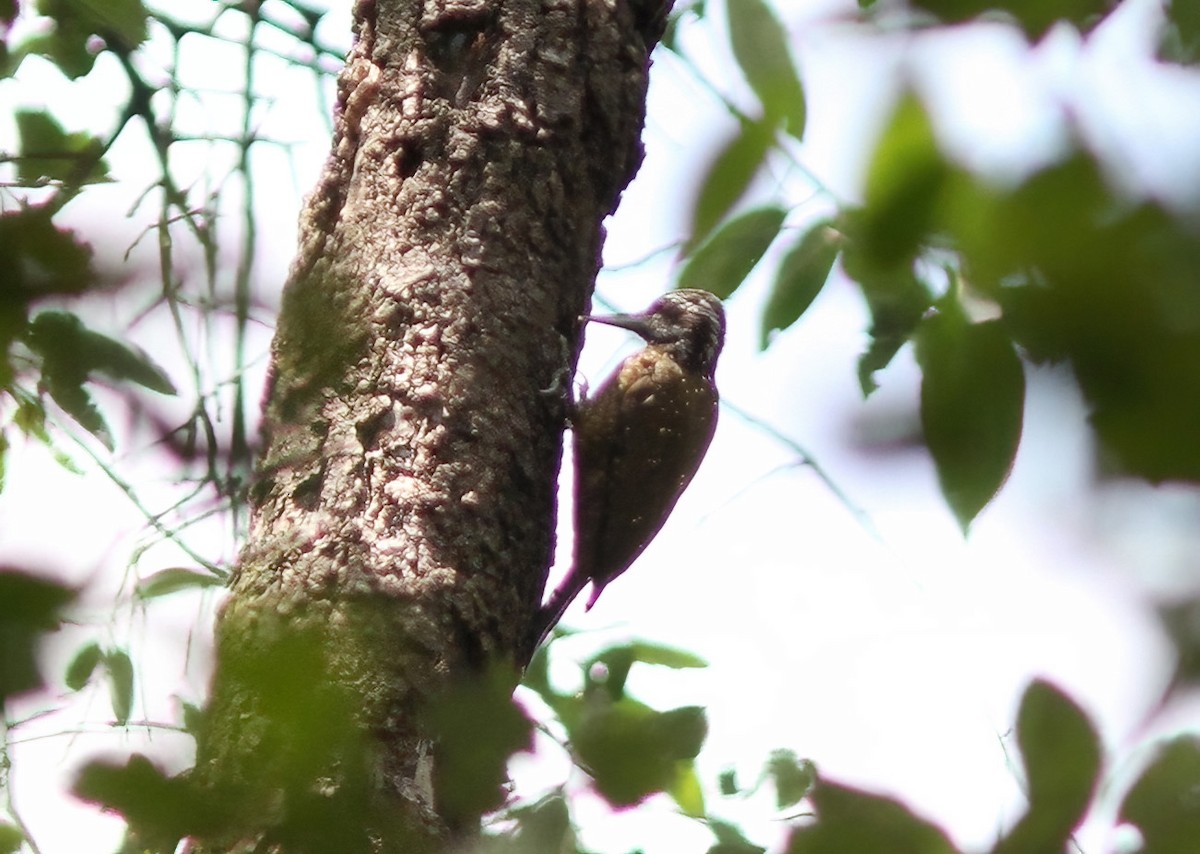 Golden-crowned Woodpecker - ML613512804