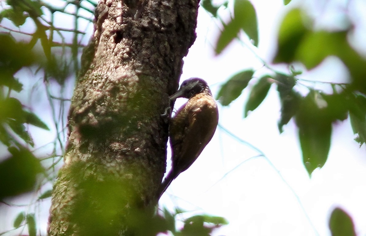 Golden-crowned Woodpecker - ML613512806