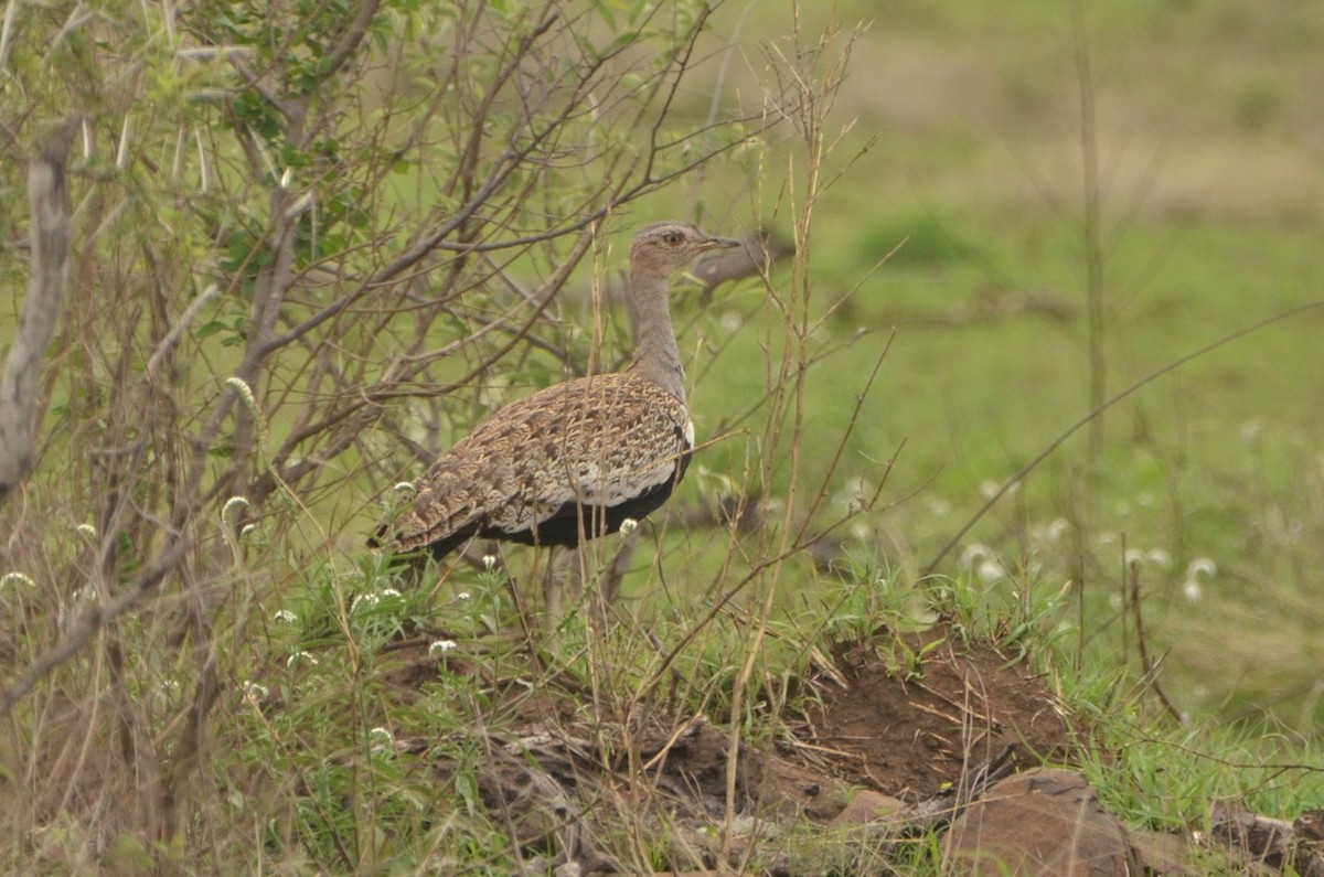 Red-crested Bustard - ML613513319