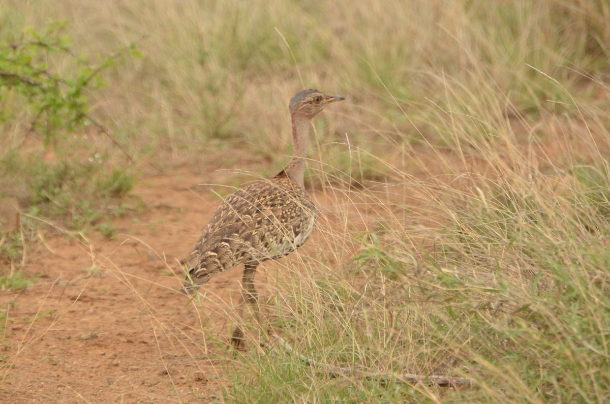 Red-crested Bustard - ML613513320