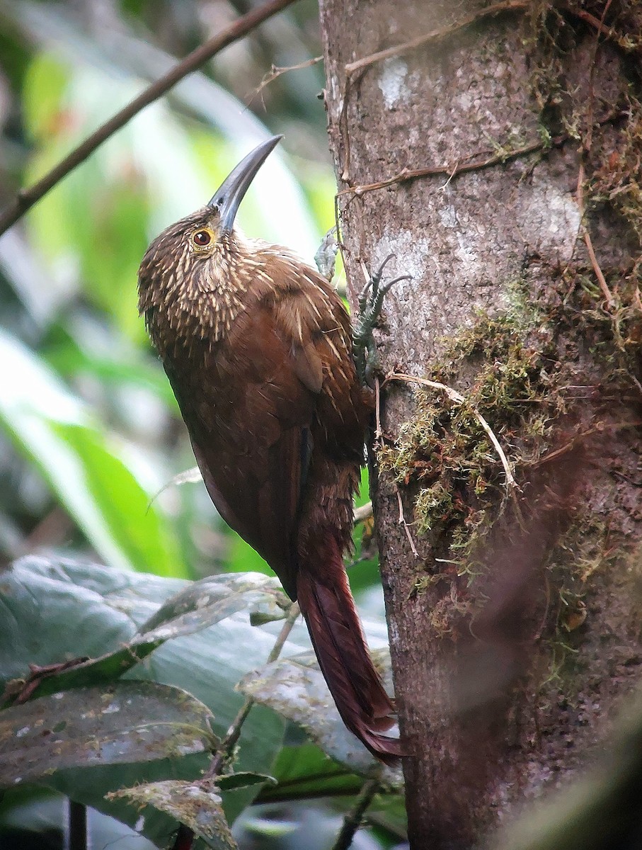 Strong-billed Woodcreeper - ML613513335