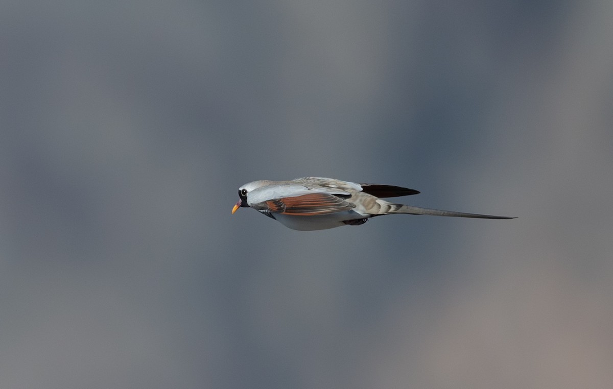 eBird Checklist - 14 Jan 2024 - Wamm Farms - 30 species