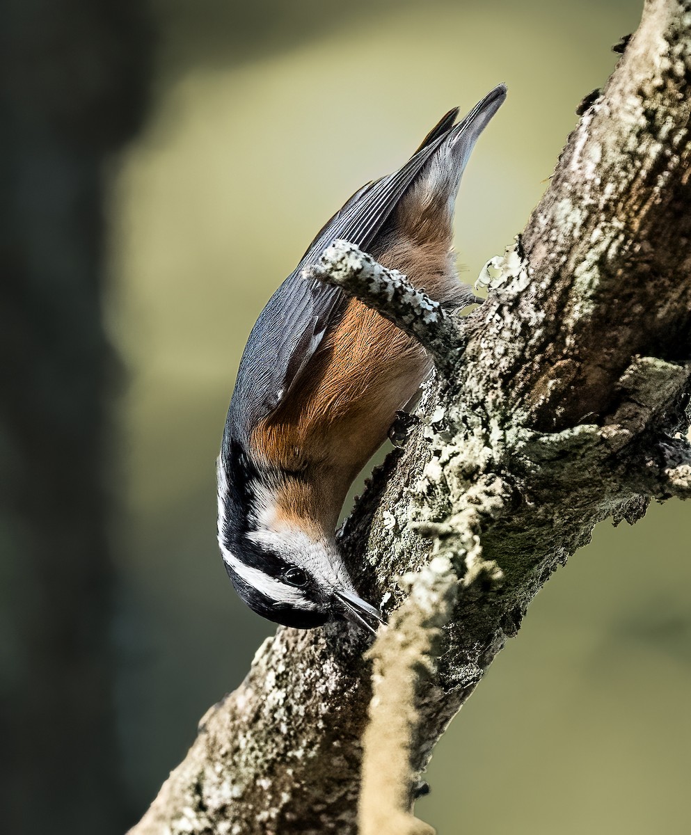 Ebird Checklist Jan Pachaug Sf Mt Misery Lee Rd Species