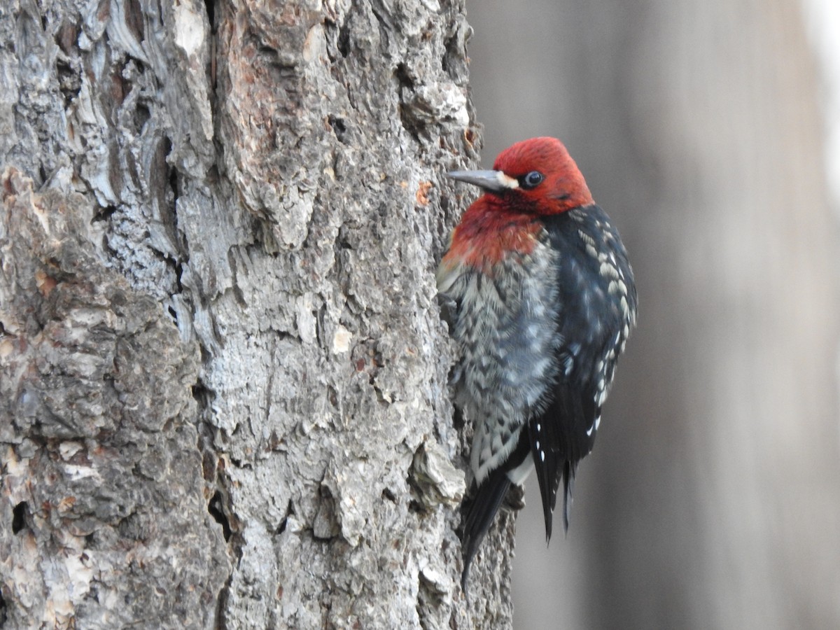 Red-breasted Sapsucker - ML613514203