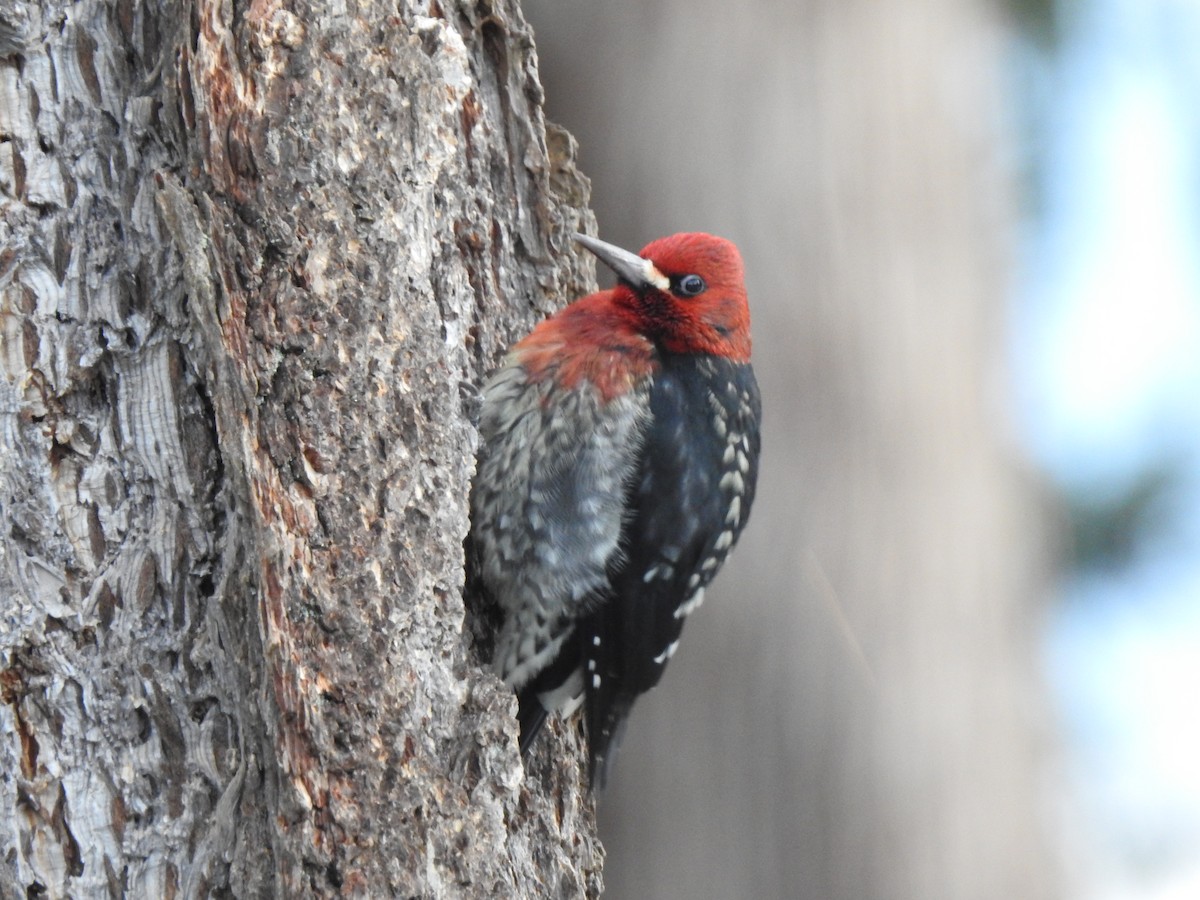 Red-breasted Sapsucker - ML613514213