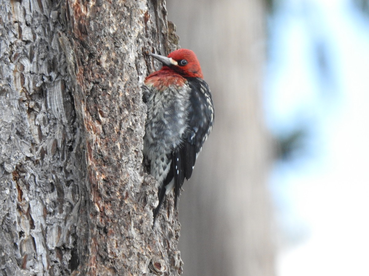 Red-breasted Sapsucker - ML613514221