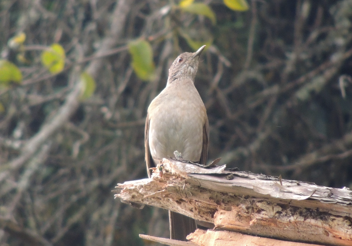 Pale-breasted Thrush - ML613514426