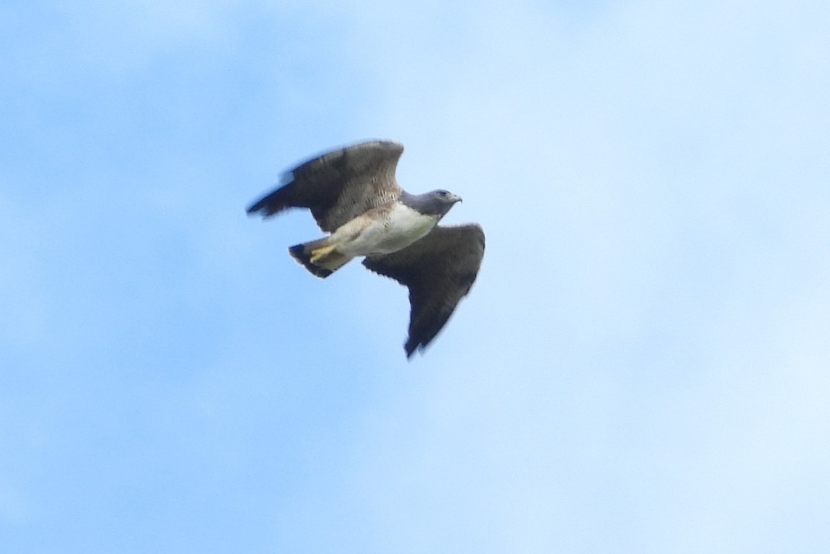 White-tailed Hawk - ML613514565