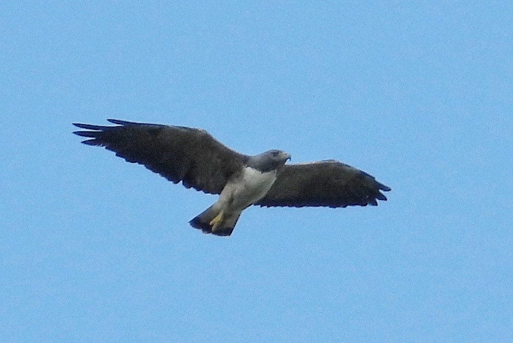 White-tailed Hawk - ML613514567