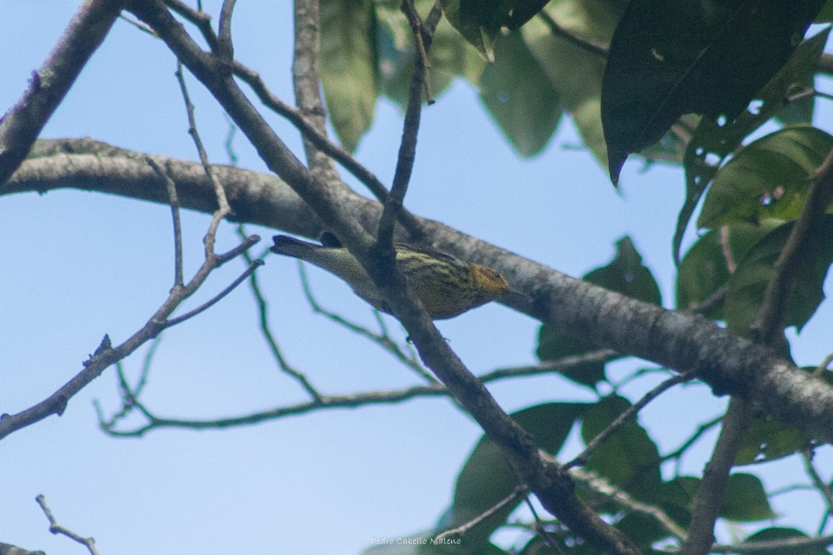 Cape May Warbler - ML613514572