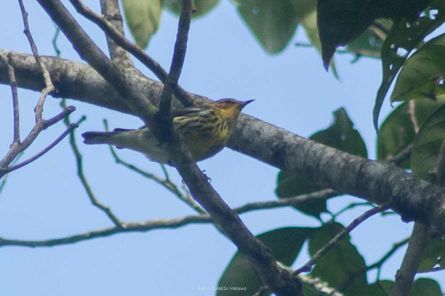 Cape May Warbler - ML613514573