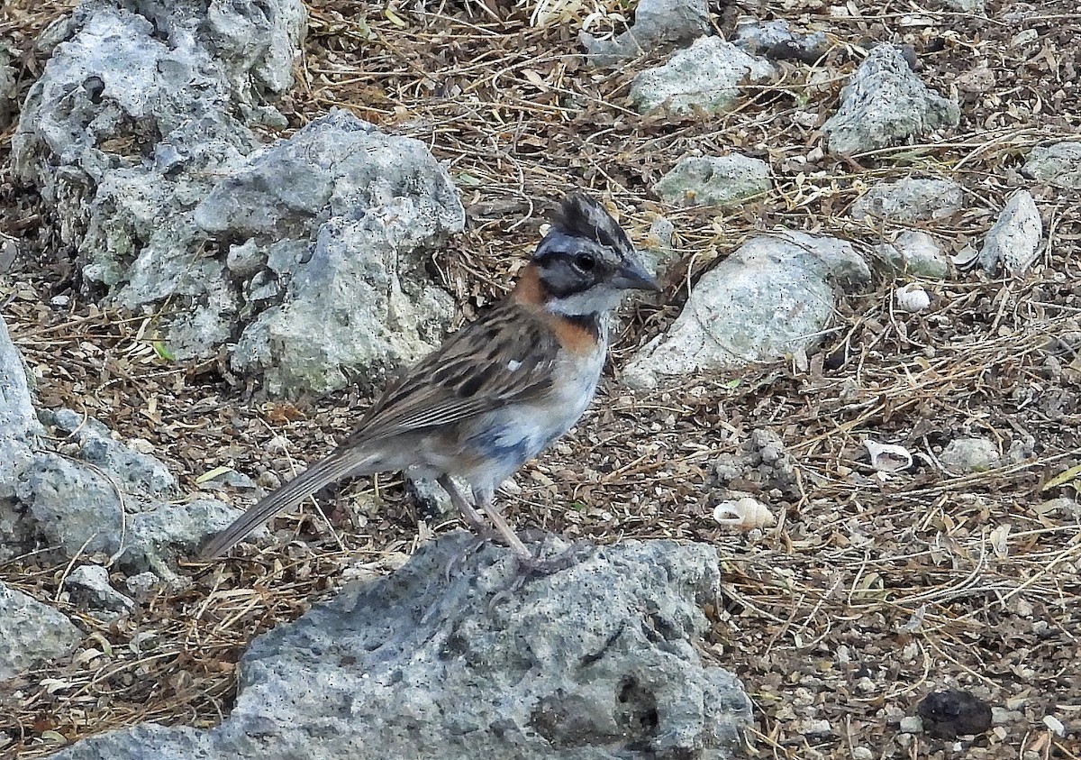 Rufous-collared Sparrow - John van der Woude
