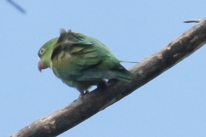 White-fronted Parrot - Gail Johnson