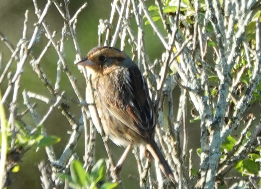 Nelson's Sparrow - ML613515014