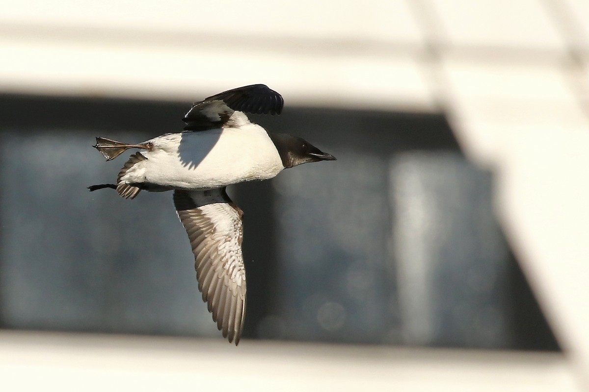 Thick-billed Murre - ML613515208