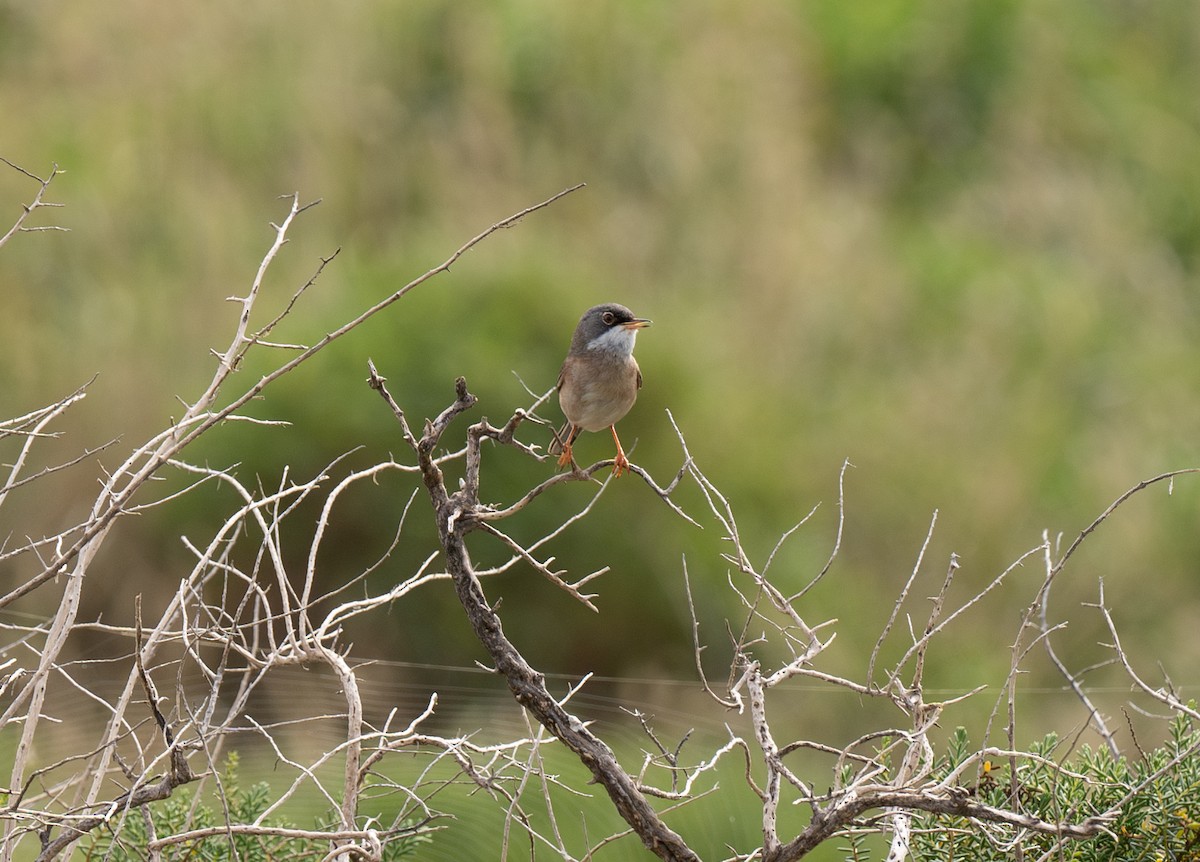 Spectacled Warbler - ML613515334