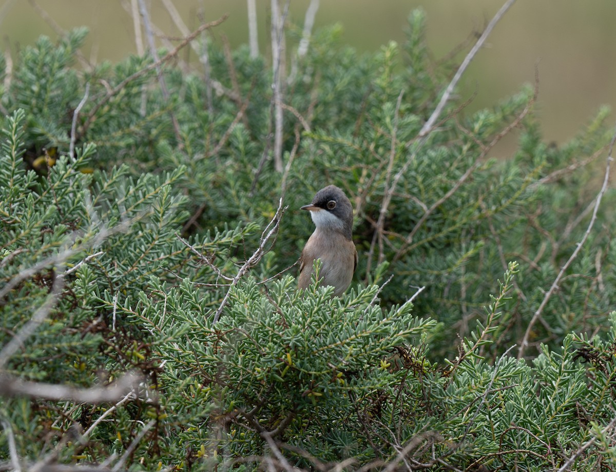 Spectacled Warbler - ML613515340