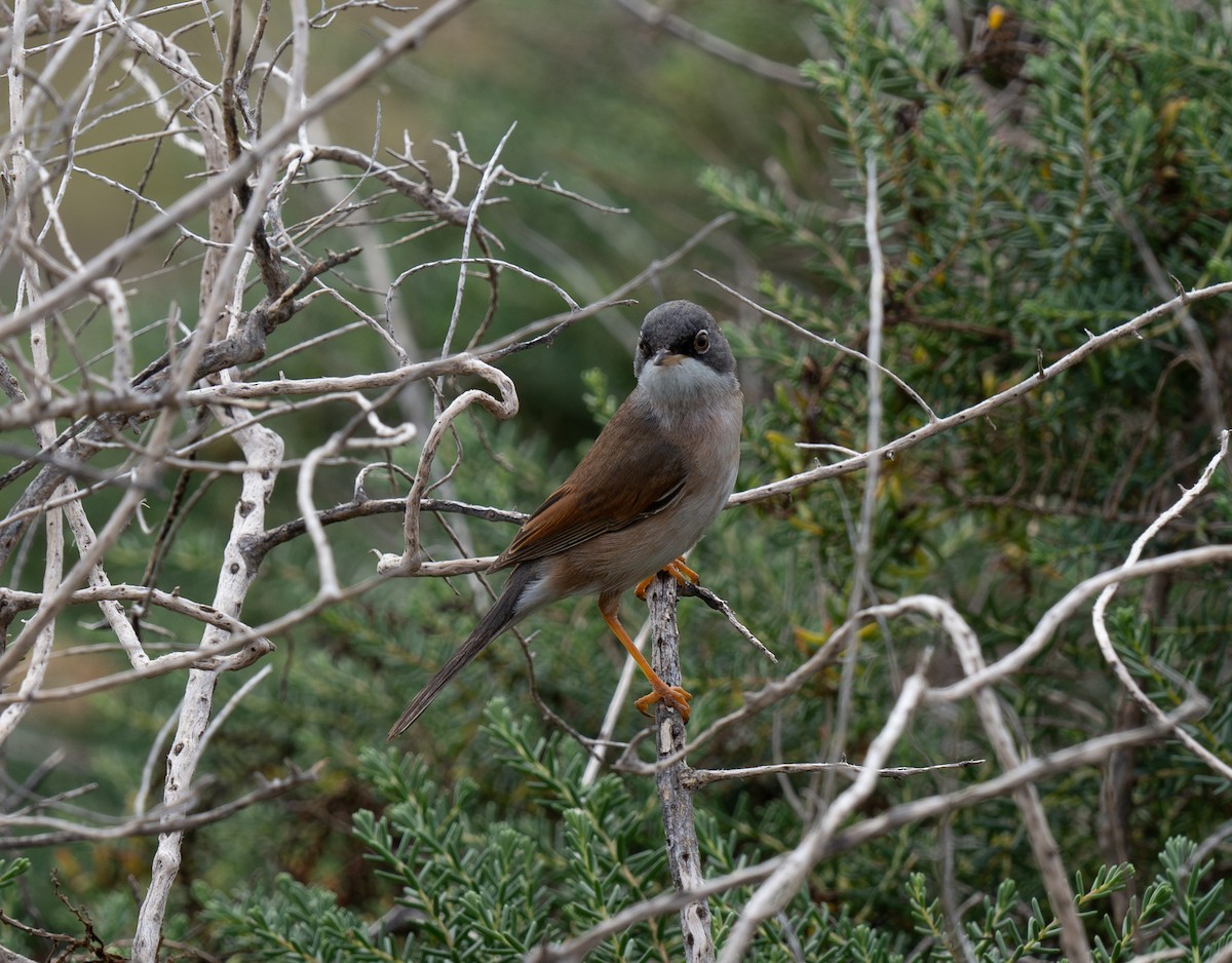 Spectacled Warbler - ML613515343
