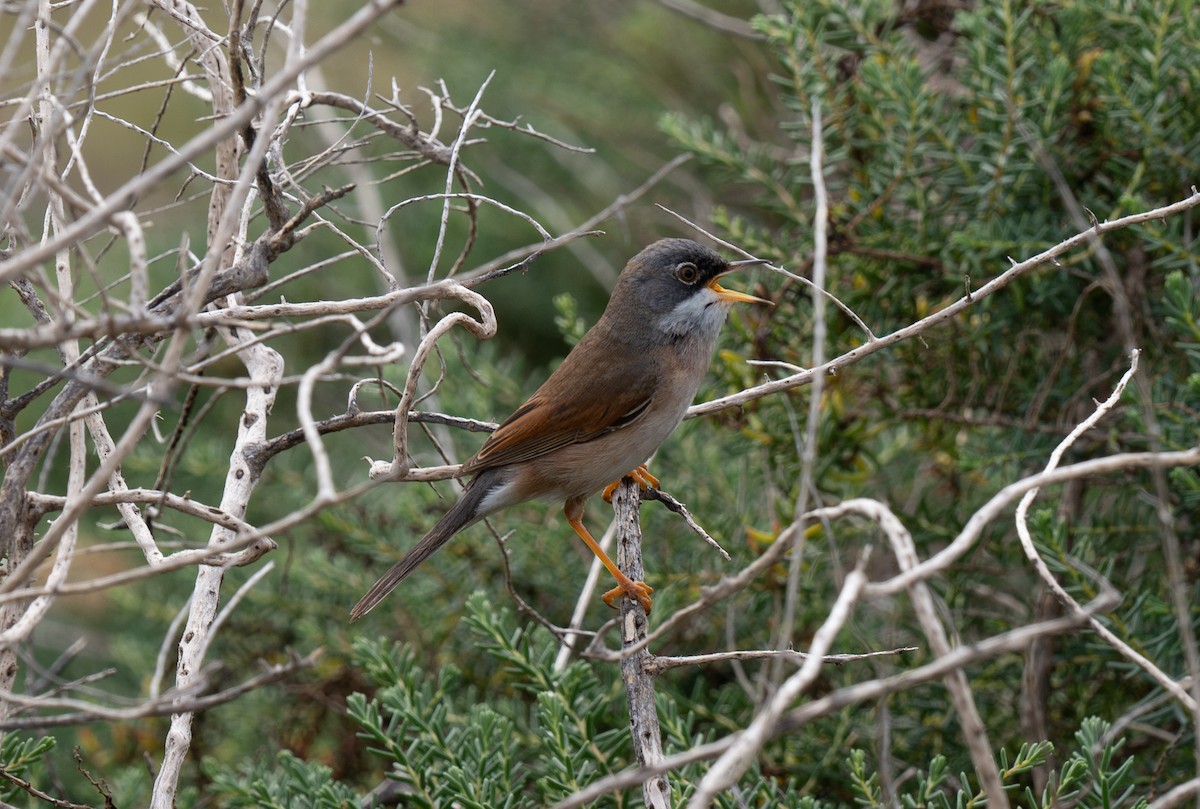 Spectacled Warbler - ML613515350