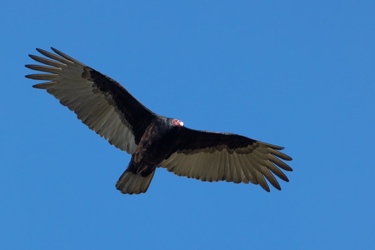 Turkey Vulture - ML613516218