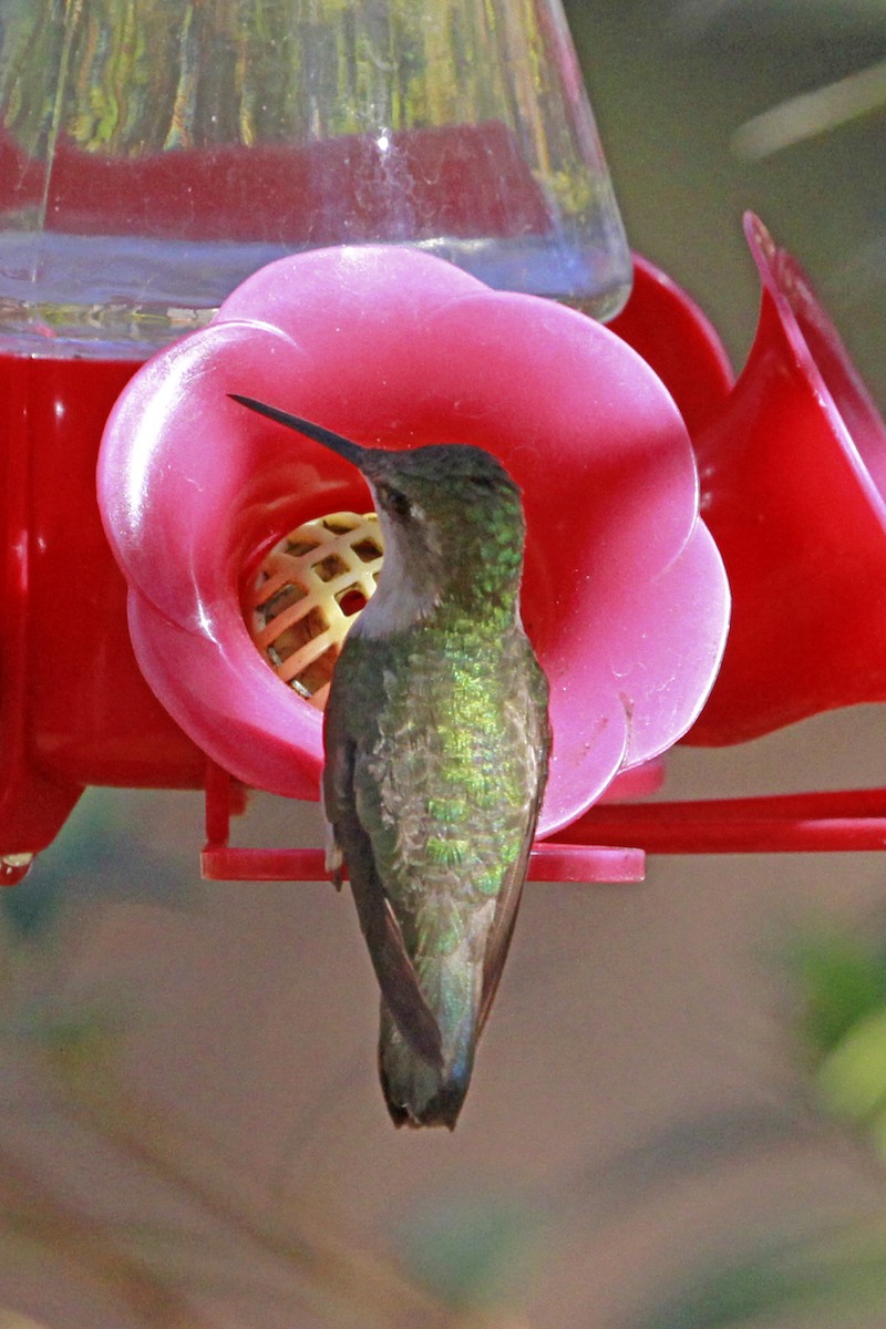 Ruby-throated/Black-chinned Hummingbird - ML613516418