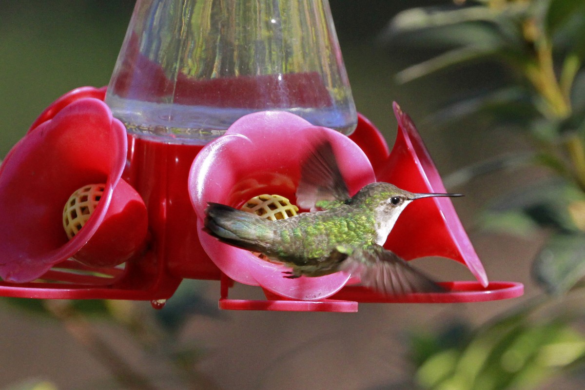 Ruby-throated/Black-chinned Hummingbird - ML613516419