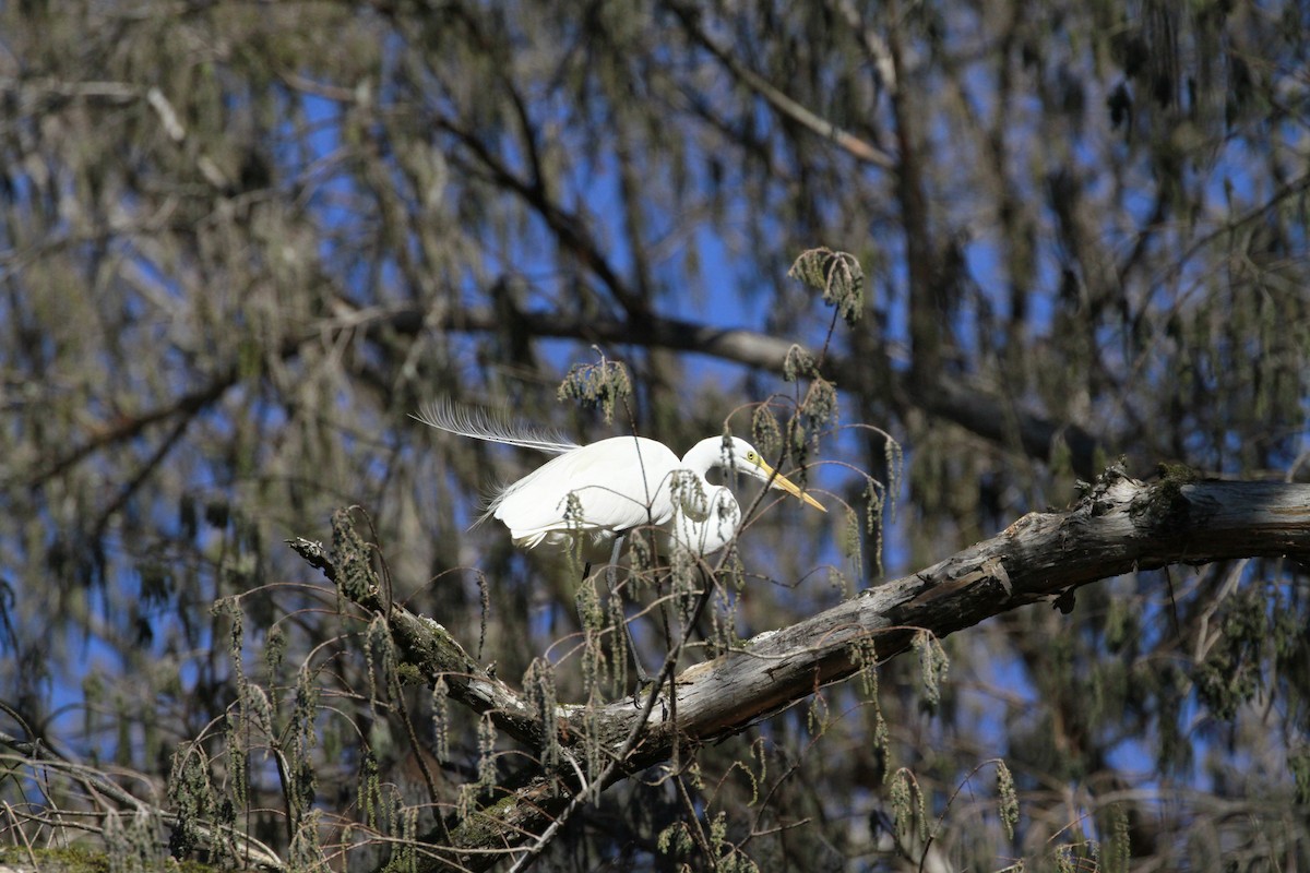 Great Egret - Connie Guillory