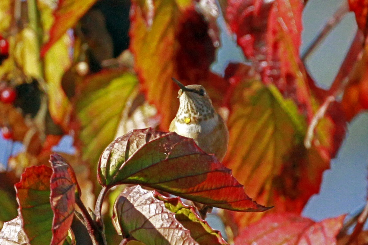 Rufous Hummingbird - ML613516635