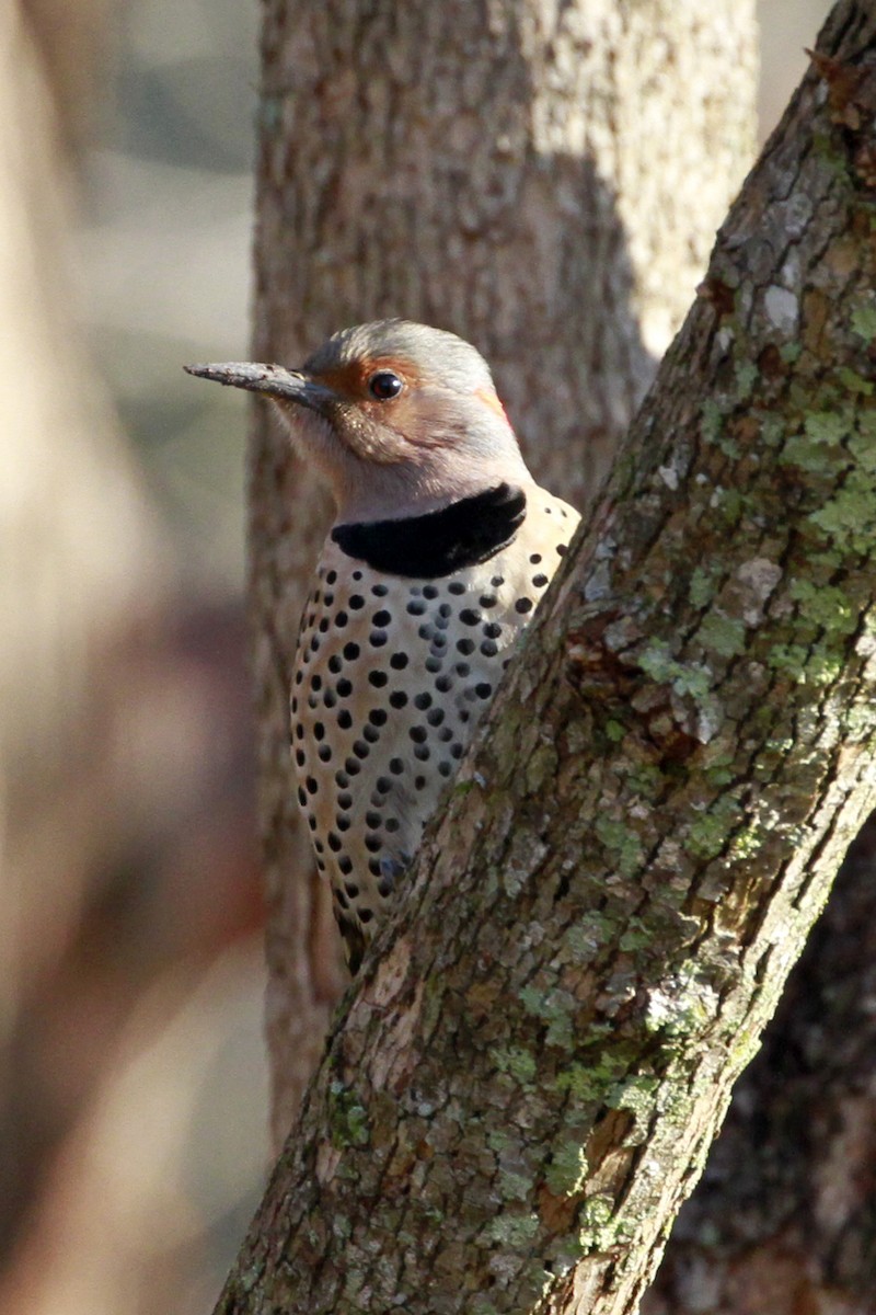Northern Flicker - Connie Guillory