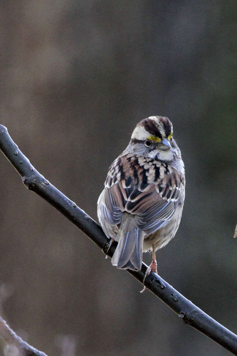 White-throated Sparrow - ML613516721