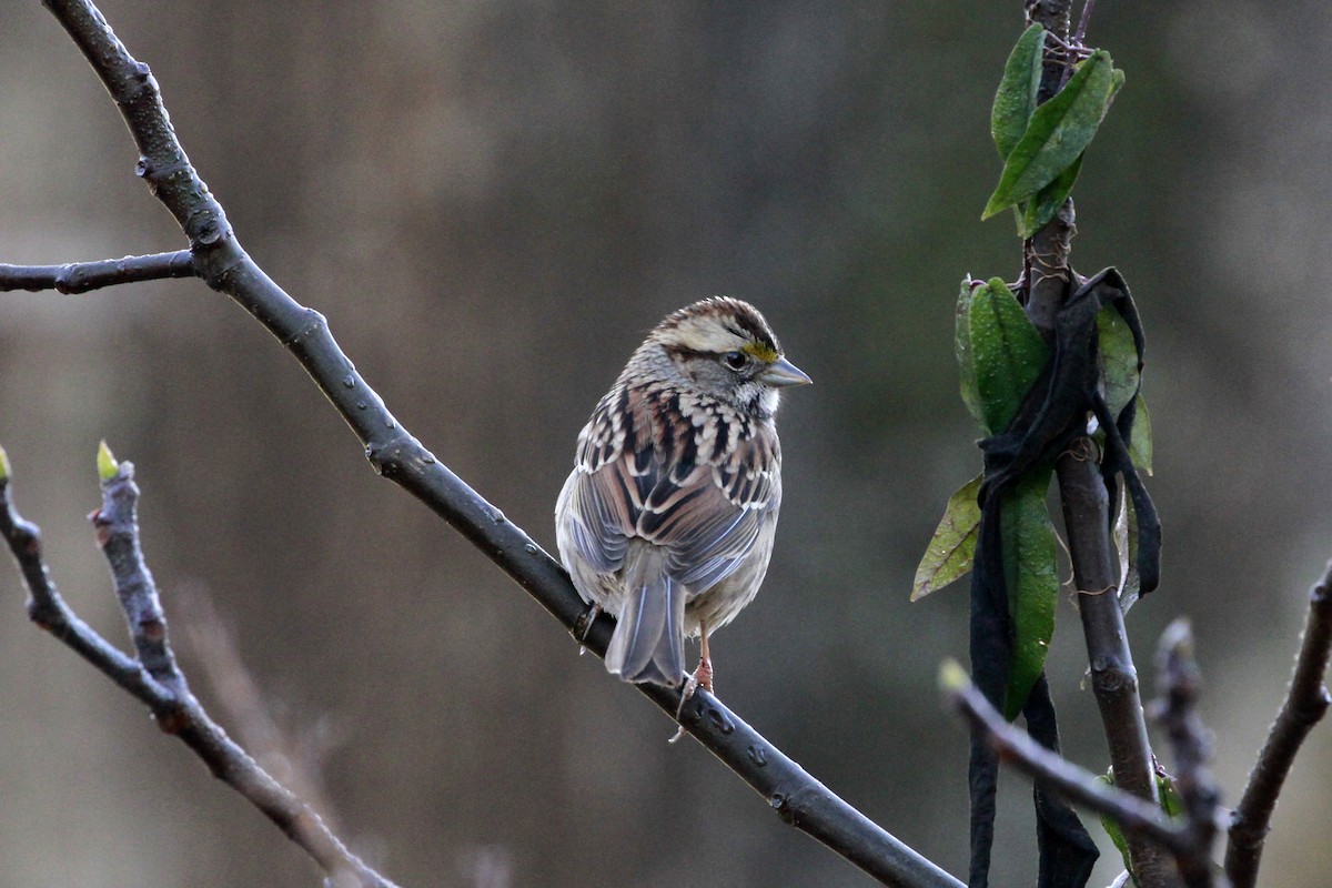 White-throated Sparrow - ML613516722