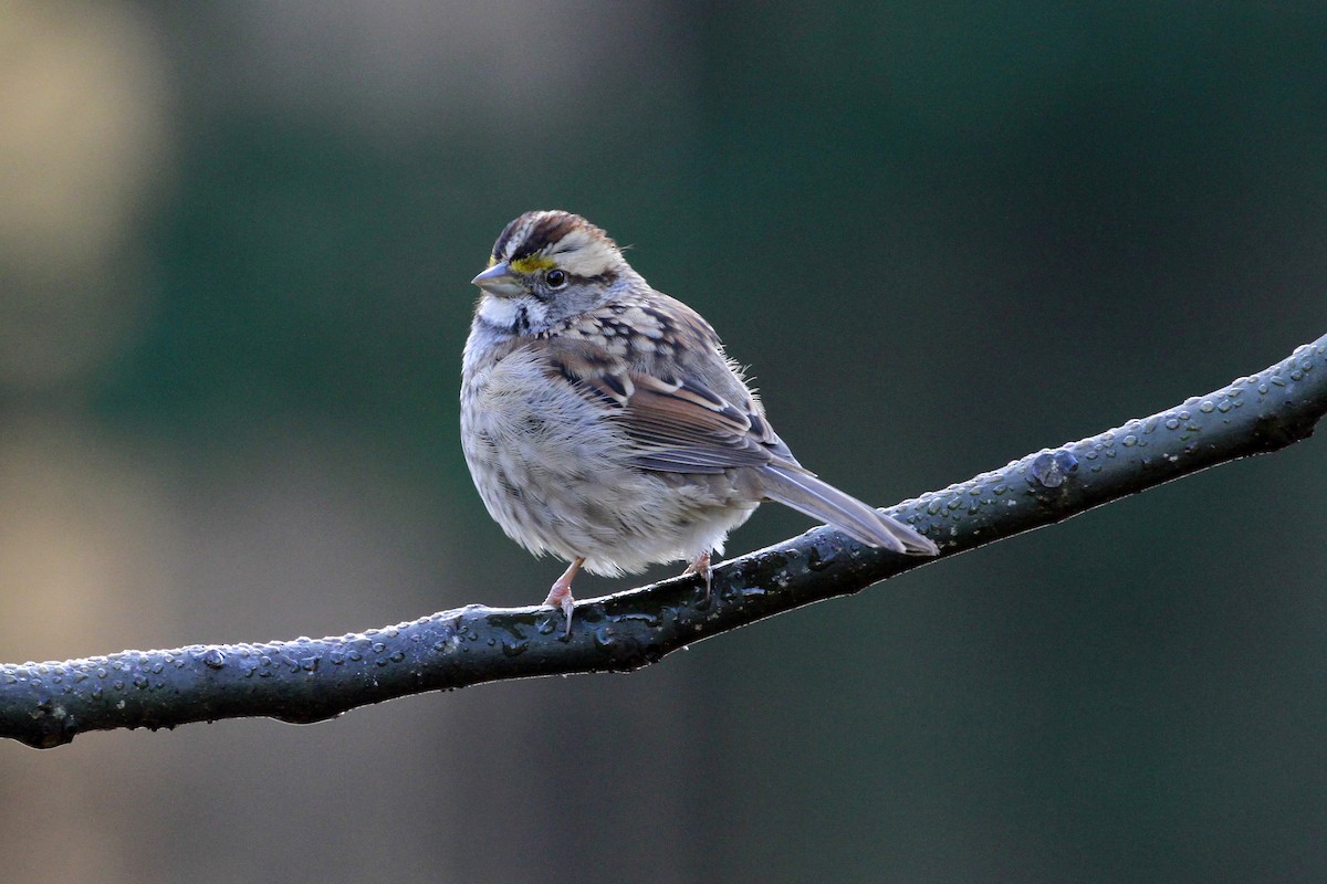 White-throated Sparrow - ML613516723